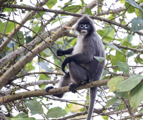 Speckled Monkey