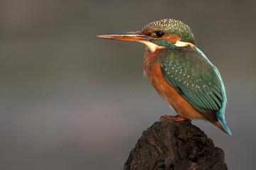 Adult female of Common kingfisher. Alcedo atthis