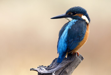 Adult male of Common kingfisher. Alcedo atthis