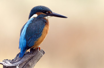 Adult male of Common kingfisher. Alcedo atthis