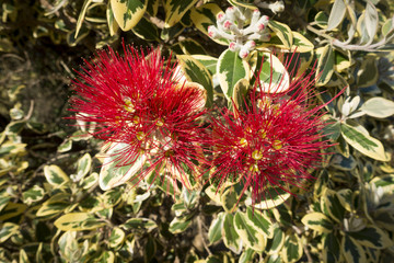 pohutukawa tree red blossom