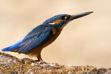 Adult male of Common kingfisher. Alcedo atthis