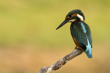 Obraz premium Adult male of Common kingfisher. Alcedo atthis