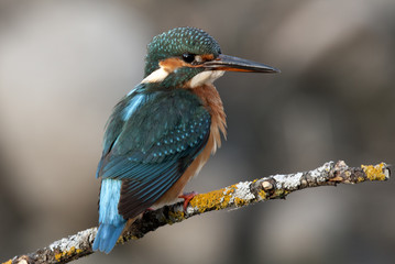 Adult female of Common kingfisher. Alcedo atthis