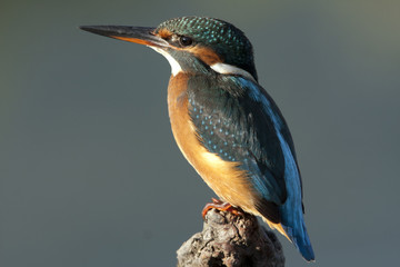 Adult female of Common kingfisher. Alcedo atthis
