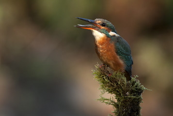 Adult female of Common kingfisher with a fish in the freshly caught fish . Alcedo atthis