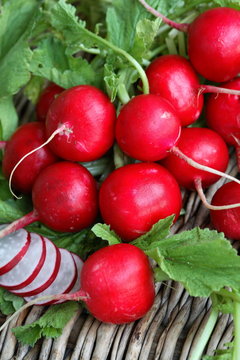 Red ripe radishes