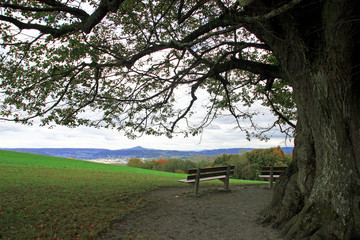 Countryside / Lonely century-old trees in Switzerland and benches