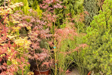 red and green leaves