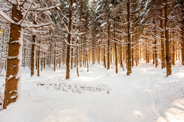 An lot of trees