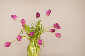 Tulips in a Vase