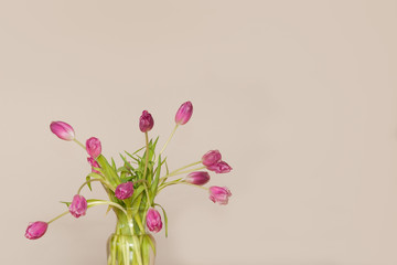 beautiful pink tulips in a glass vase
