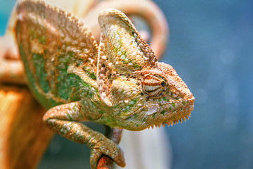 Chameleon sitting on a branch