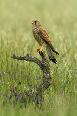Adult female of Common kestrel. Falco tinnunculus.
