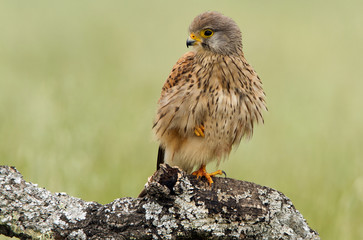 Adult male of Common kestrel. Falco tinnunculus.