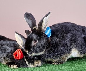 Two black rabbits with colored roses from ribbons cute lie near each other