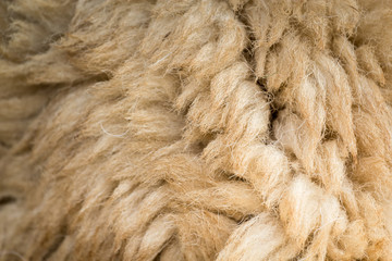 wool