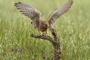 Adult female of Common kestrel. Falco tinnunculus.
