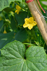 Cucumber growth in field plant