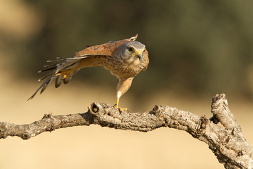 Adult male of Common kestrel. Falco tinnunculus.