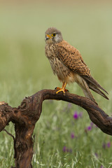 Young male of Common kestrel. Falco tinnunculus