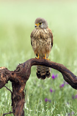 Young male of Common kestrel. Falco tinnunculus