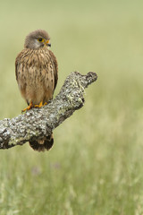 Young male of Common kestrel. Falco tinnunculus