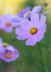 Fototapeta premium cosmos flowers in the garden with blurred background.