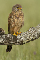 Young male of Common kestrel. Falco tinnunculus