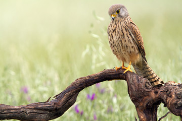 Young male of Common kestrel. Falco tinnunculus