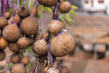 Dry calabash hang on the wooden.