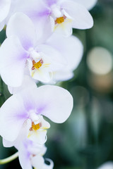 Fototapeta na wymiar Bunch of white purple orchid