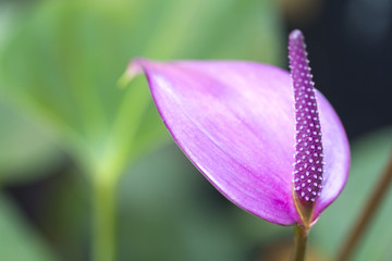 Purple flamingo flower