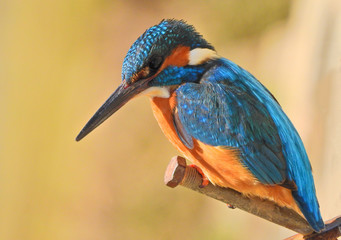 Common Kingfisher (Alcedo atthis)
