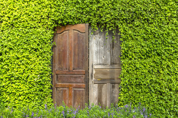 Wooden door on a green natural wall