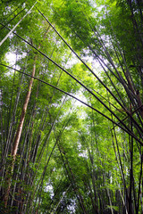 Obraz premium low angle of bamboo forest canopy