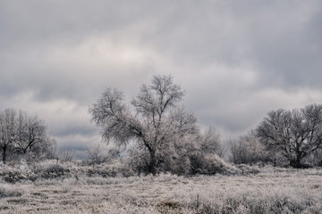 Trees covered in frost