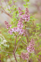 branches of lilac