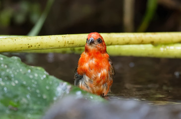 Foudi de Madagascar prenant un bain