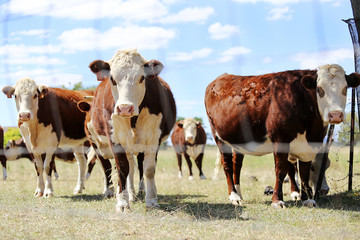 Herd of cattle in the pen outdoor in  Mudgee, Australia