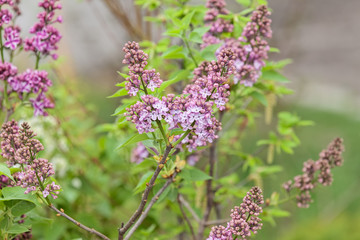 Obraz premium branches of lilac