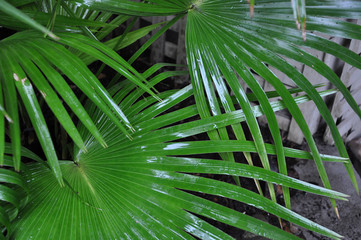 Palmetto Patterns