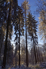 Fototapeta premium winter forest landscape and blue sly