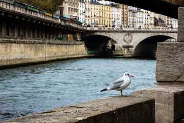 Seagull on the Seine River
