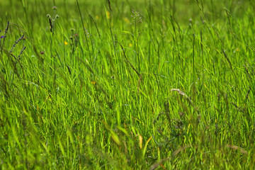 Green grass background