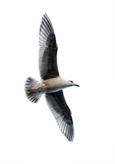 seagull flying. seagull flying Isolated on the white background.