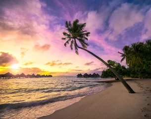 Fototapeten Sonnenuntergang am Palmenstrand in der Karibik © eyetronic