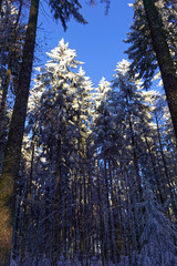 winter forest landscape and blue sly
