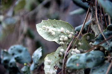 Hoja de chaparro u bellotero