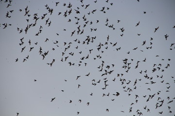 bats in the sky